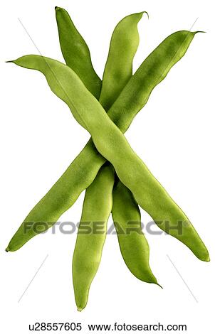 Runner Beans - Non Exclusive View Large Photo Image Stock Photography - Runner Beans - Non Exclusive. Fotosearch
