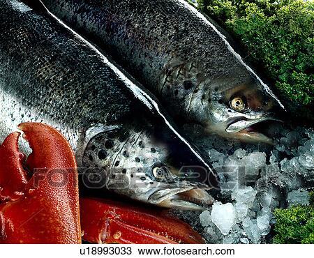 Salmon on ice View Large Photo Image Stock Image - Salmon on ice. Fotosearch