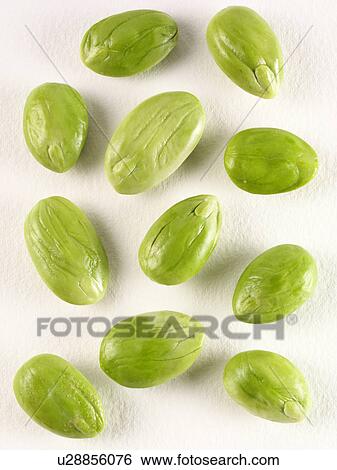 Sato Beans View Large Photo Image Stock Photograph - Sato Beans. Fotosearch