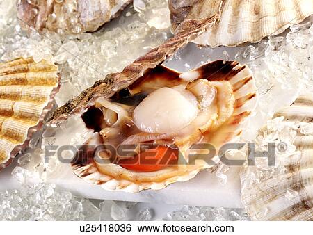 Scallops View Large Photo Image Stock Photograph - Scallops. Fotosearch