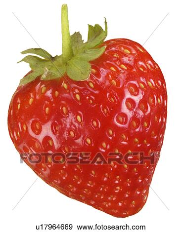Stock Photo - Single Strawberry on White - Non Exclusive. Fotosearch