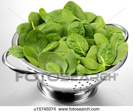 Spinach Leaves In Colander View Large Photo Image Picture - Spinach Leaves In Colander. Fotosearch