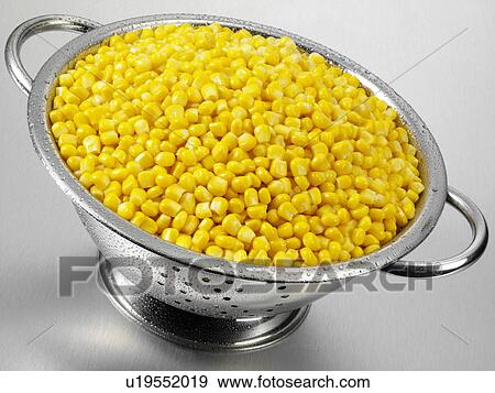 Sweetcorn In Colander View Large Photo Image Stock Photo - Sweetcorn In Colander. Fotosearch