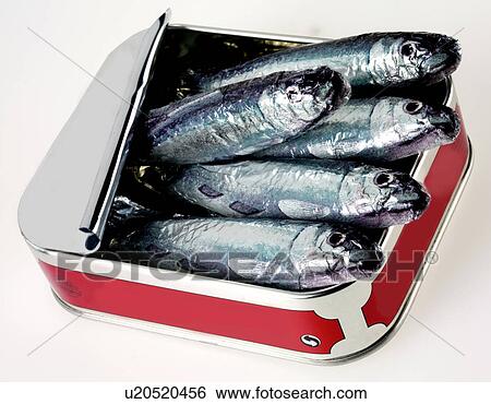 Tin of Sardines - Non Exclusive View Large Photo Image Stock Photograph - Tin of Sardines - Non Exclusive. Fotosearch