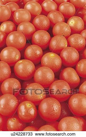 Tomatoes View Large Photo Image Stock Image - Tomatoes. Fotosearch