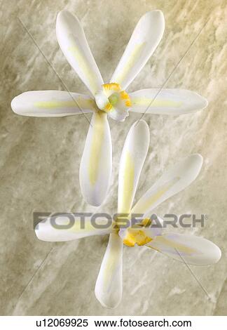 Stock Photography - Two - Non Exclusive Vanilla Flowers. Fotosearch
