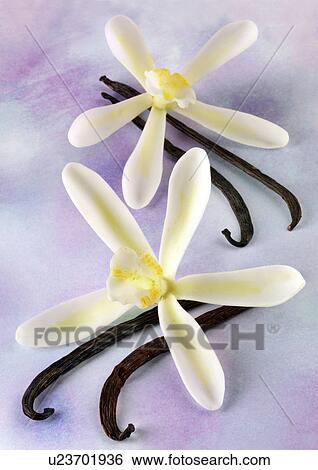 Two Vanilla Flowers And Pods - Non Exclusive View Large Photo Image Stock Photograph - Two Vanilla Flowers And Pods - Non Exclusive. Fotosearch