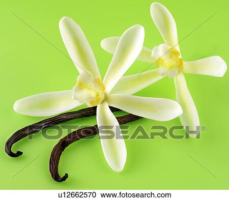 Two Vanilla Flowers And Pods on Green - Non Exclusive View Large Photo Image Stock Image - Two Vanilla Flowers And Pods on Green - Non Exclusive. Fotosearch