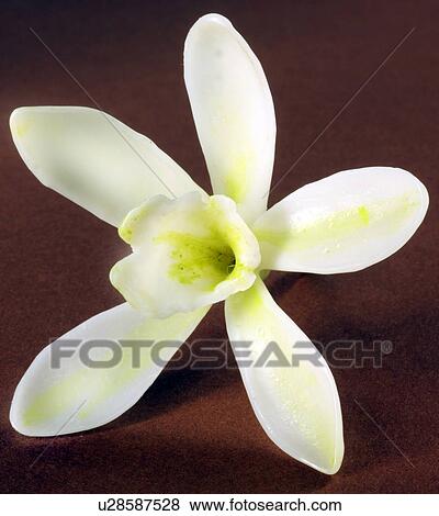 Stock Photo - Vanilla Flower - Non Exclusive. Fotosearch