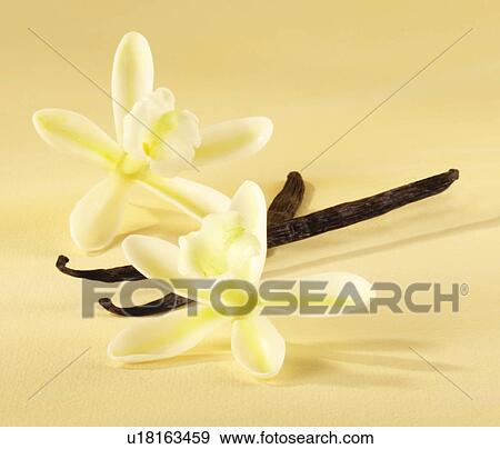 Stock Photo - Vanilla Pod And Flowers - Non Exclusive. Fotosearch