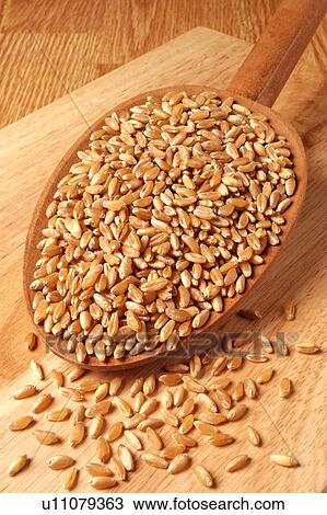 Stock Image - Wheat. Fotosearch
