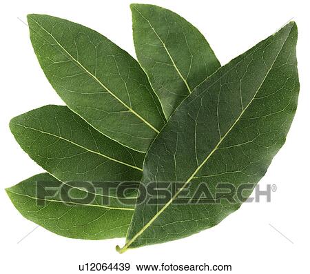 Bay Leaves on White - Non Exclusive View Large Photo Image Stock Photo - Bay Leaves on White - Non Exclusive. Fotosearch