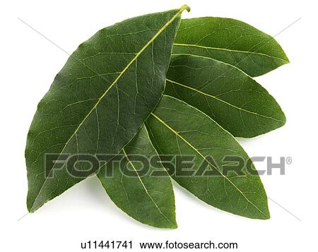 Stock Image - Bay leaves. Fotosearch