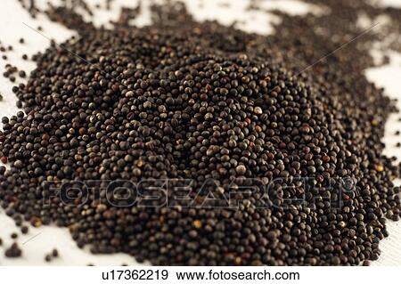 Black Mustard Seeds View Large Photo Image Stock Photo - Black Mustard Seeds. Fotosearch