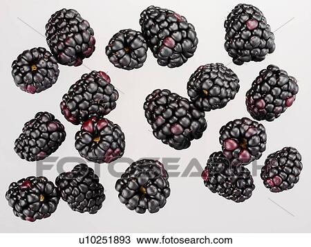 Stock Image - Blackberries - Non Exclusive. Fotosearch