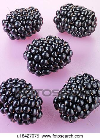 Stock Photography - Blackberries - Non Exclusive. Fotosearch