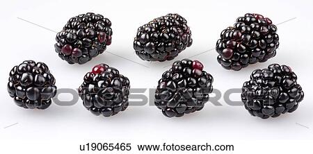 Stock Photography - Blackberries - Non Exclusive. Fotosearch