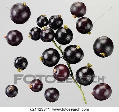 Stock Image - Blackcurrants - Non Exclusive. Fotosearch
