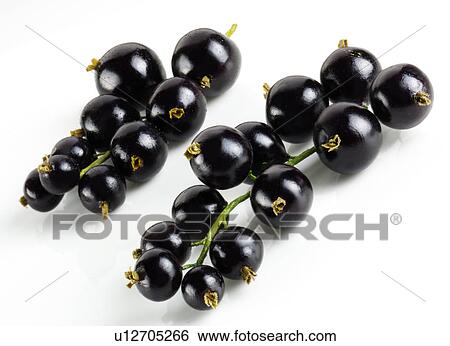 Blackcurrants View Large Photo Image Stock Photograph - Blackcurrants. Fotosearch