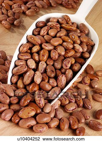 Borlotti Beans in Scoop - Non Exclusive View Large Photo Image Stock Image - Borlotti Beans in Scoop - Non Exclusive. Fotosearch