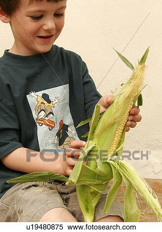 Stock Photography - Boy preparing his fresh sweet corn for cooking. Fotosearch
