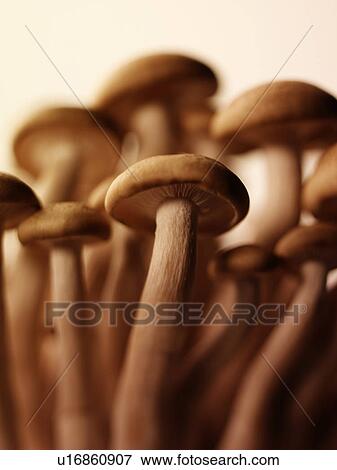 Brown Beach Mushrooms - Non Exclusive View Large Photo Image Stock Photo - Brown Beach Mushrooms - Non Exclusive. Fotosearch