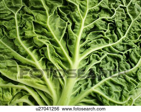 Cabbage Leaf View Large Photo Image Stock Photograph - Cabbage Leaf. Fotosearch