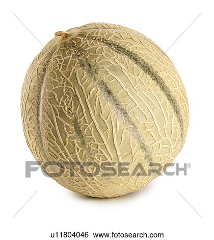 Cantaloupe melon View Large Photo Image Stock Photograph - Cantaloupe melon. Fotosearch