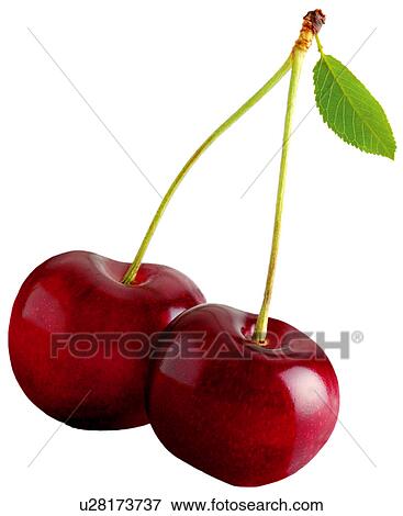 Stock Photo - Cherries - Non Exclusive. Fotosearch