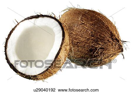 Coconuts - Non Exclusive View Large Photo Image Stock Image - Coconuts - Non Exclusive. Fotosearch