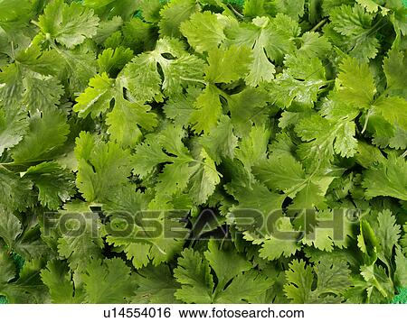 Stock Photograph - Coriander / Cilantro - Non Exclusive. Fotosearch