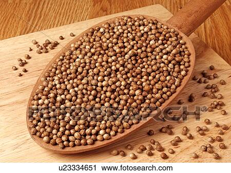 Stock Image - Coriander Seeds. Fotosearch