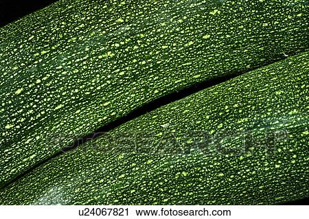 Stock Image - Courgette, zucchini. Fotosearch