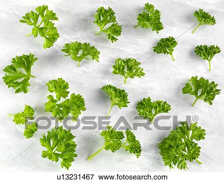 Stock Photo - Curly Parsley - Non Exclusive. Fotosearch