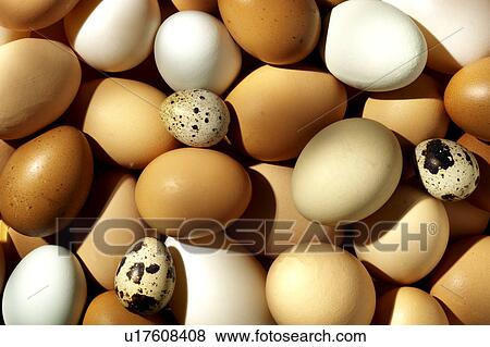 Stock Photo - Egg selection. Fotosearch