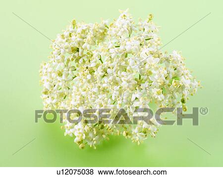 Stock Photo - Elderflower - Non Exclusive. Fotosearch