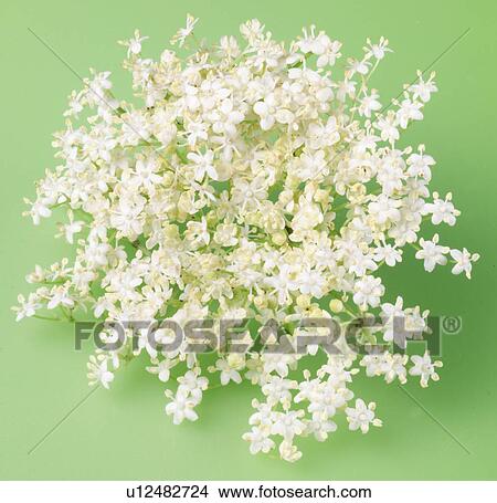 Picture - Elderflower on Green - Non Exclusive. Fotosearch