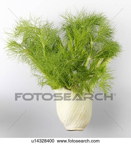 Stock Image - Fennel - Non Exclusive. Fotosearch