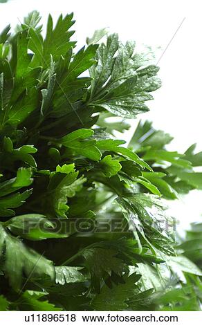 Flat leafed parsley View Large Photo Image Stock Photo - Flat leafed parsley. Fotosearch