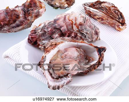 Fresh Oysters View Large Photo Image Stock Photo - Fresh Oysters. Fotosearch