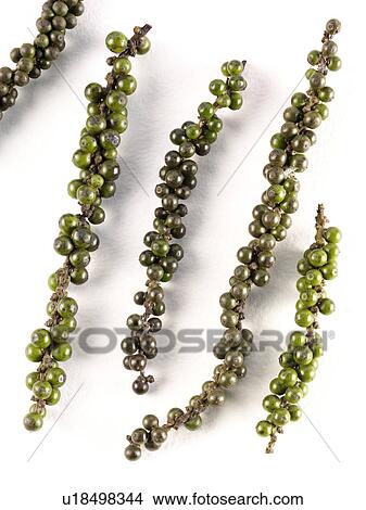 Fresh Peppercorns View Large Photo Image Picture - Fresh Peppercorns. Fotosearch