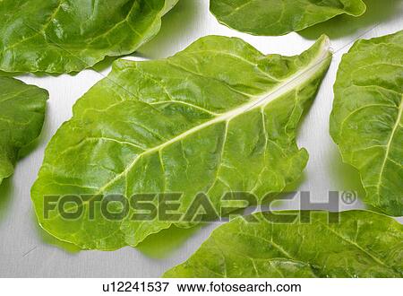Stock Photo - Fresh Spinach Leaves. Fotosearch