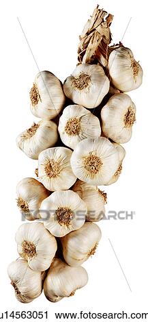 Stock Image - Garlic String - Non Exclusive. Fotosearch