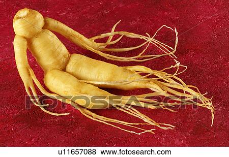 Stock Photo - Ginseng. Fotosearch