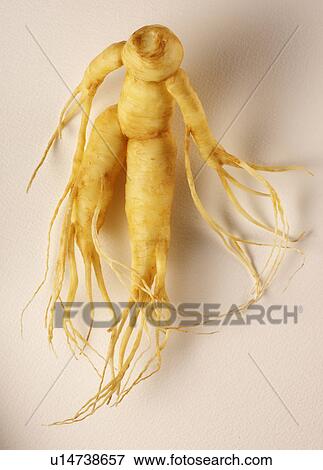 Ginseng View Large Photo Image Stock Photo - Ginseng. Fotosearch