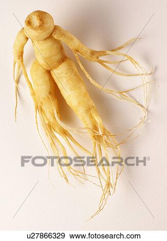 Ginseng View Large Photo Image Stock Photo - Ginseng. Fotosearch