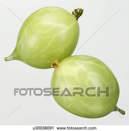 Gooseberries - Non Exclusive View Large Photo Image Stock Image - Gooseberries - Non Exclusive. Fotosearch