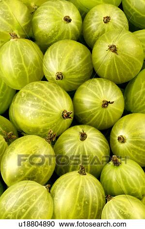 Stock Image - Gooseberries. Fotosearch