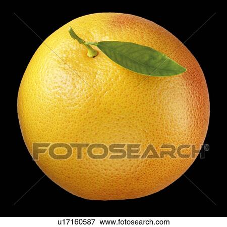 Grapefruit View Large Photo Image Stock Photo - Grapefruit. Fotosearch