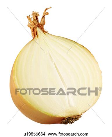 Halved onion on white View Large Photo Image Picture - Halved onion on white. Fotosearch